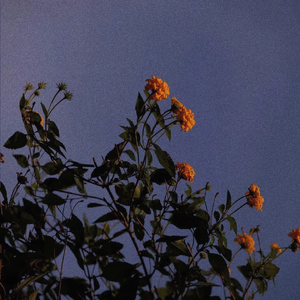 gts残忍系踩杀网站
